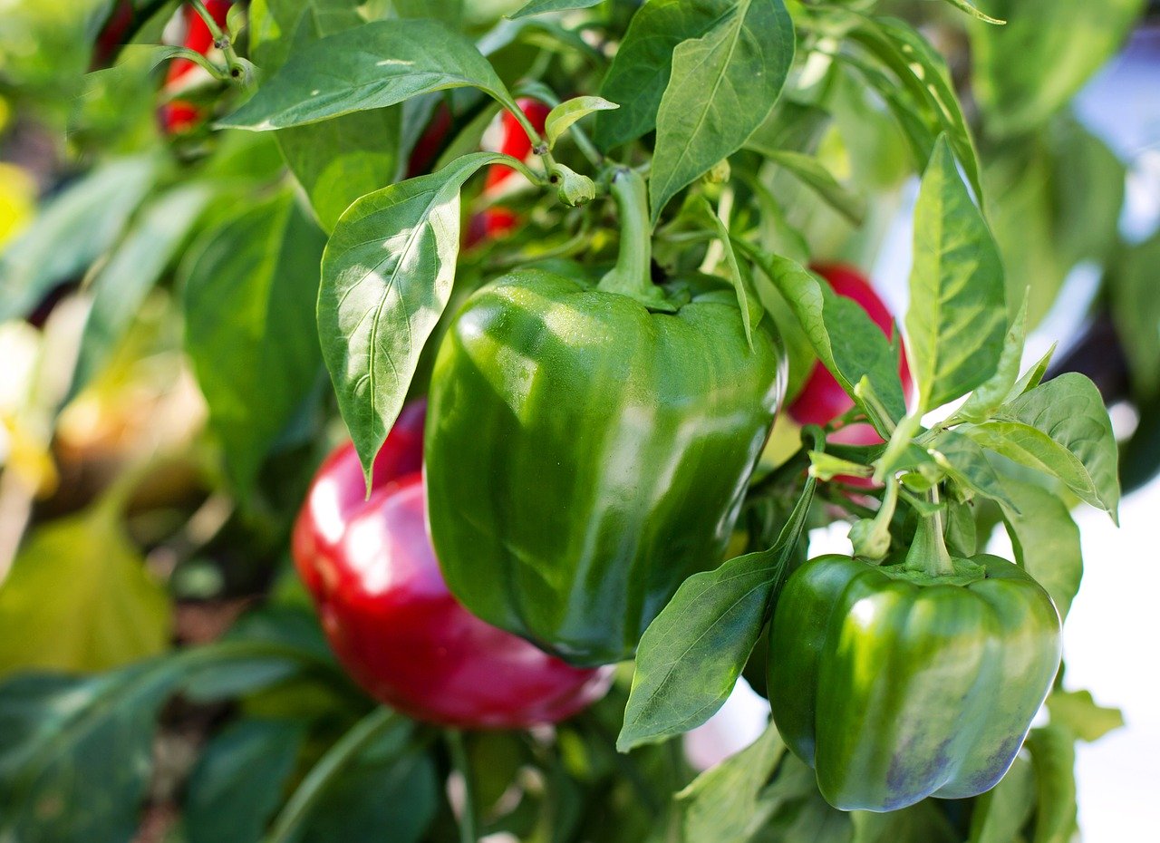 bell peppers bell peppers