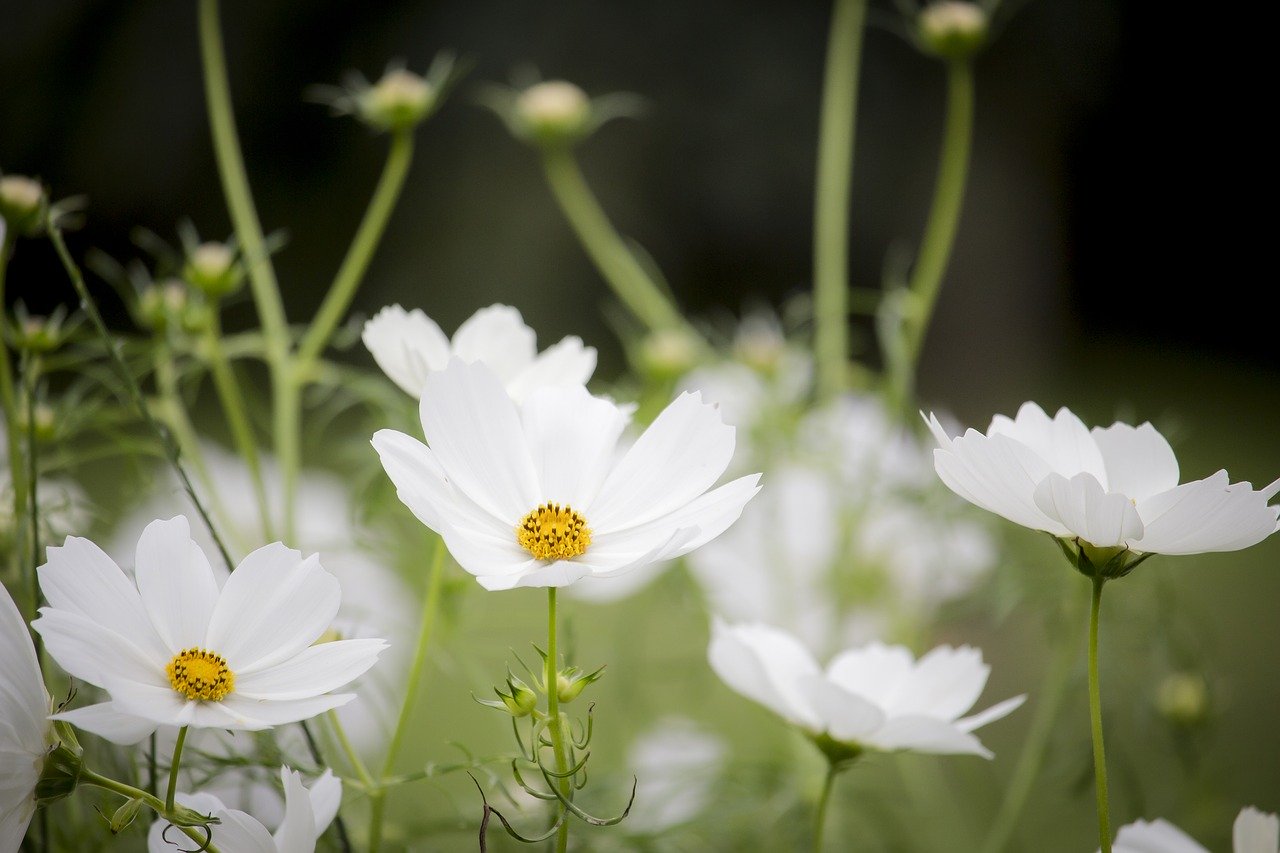 cosmos flower