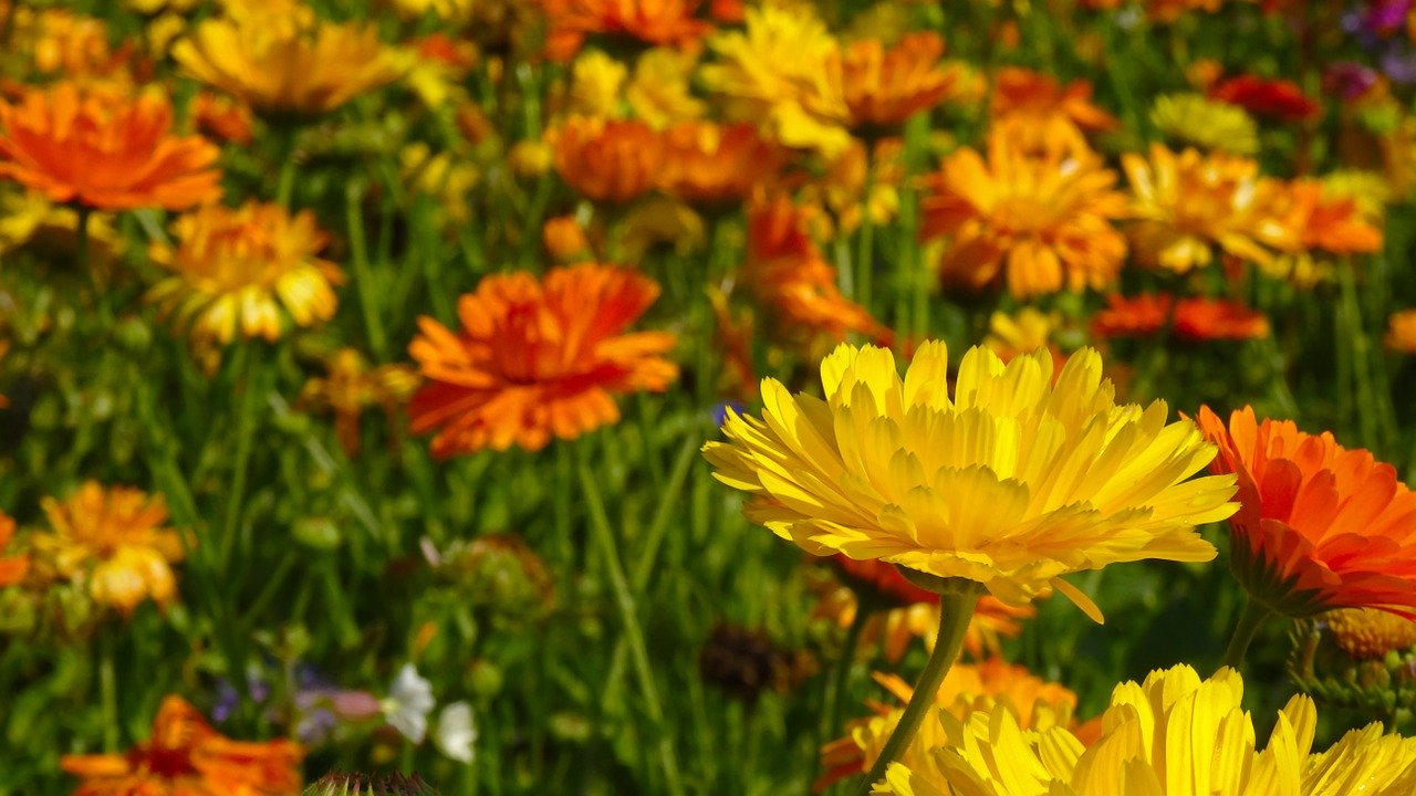 marigolds marigolds