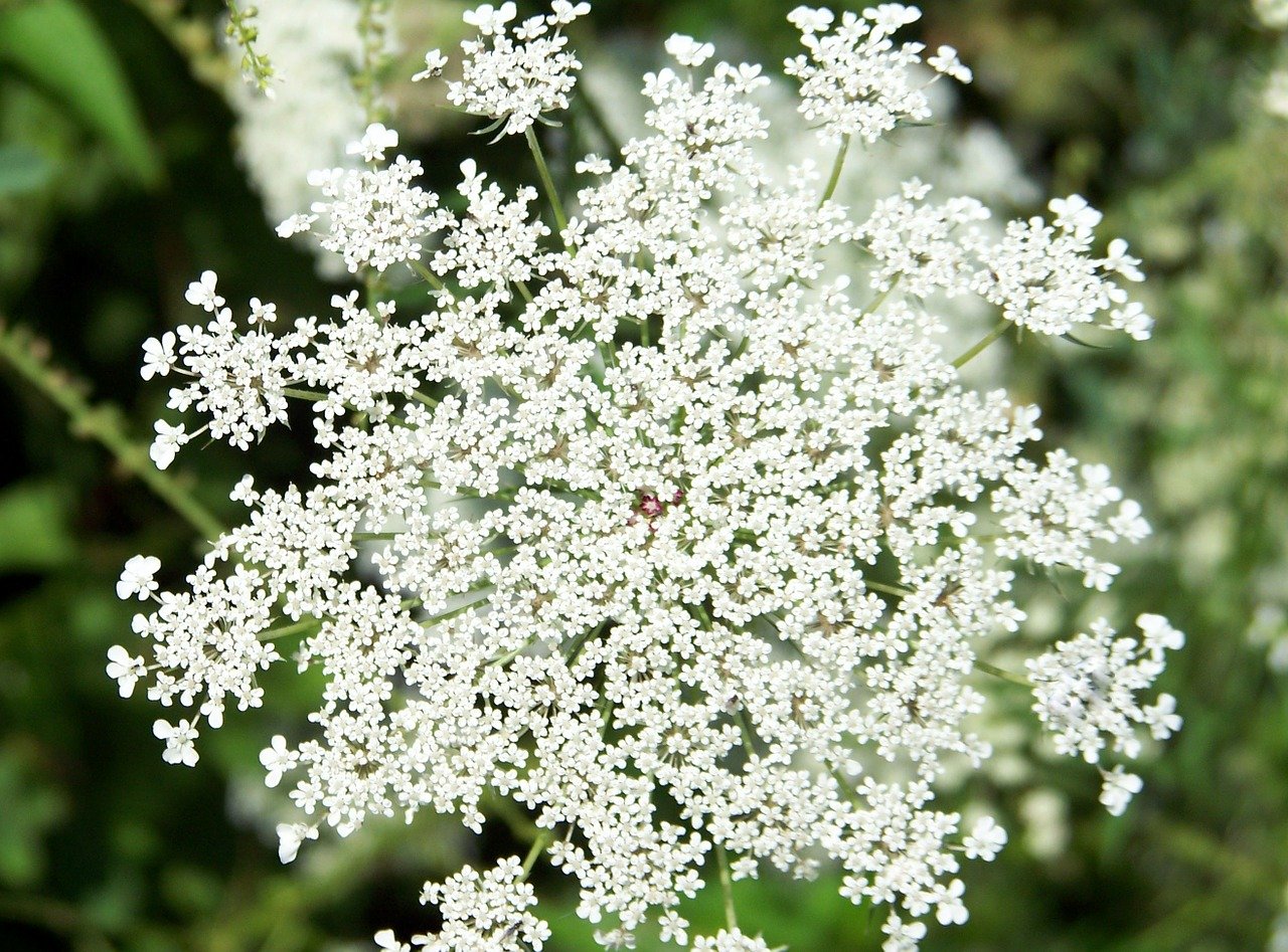 ammi dara