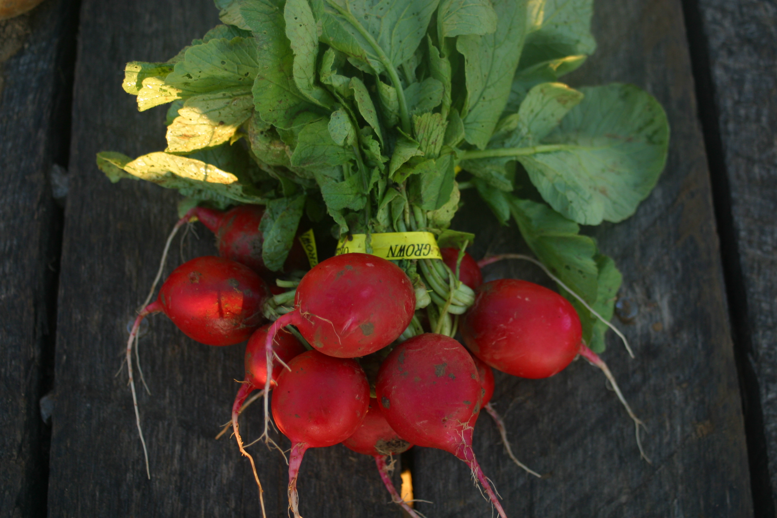 Cherriette Radishes