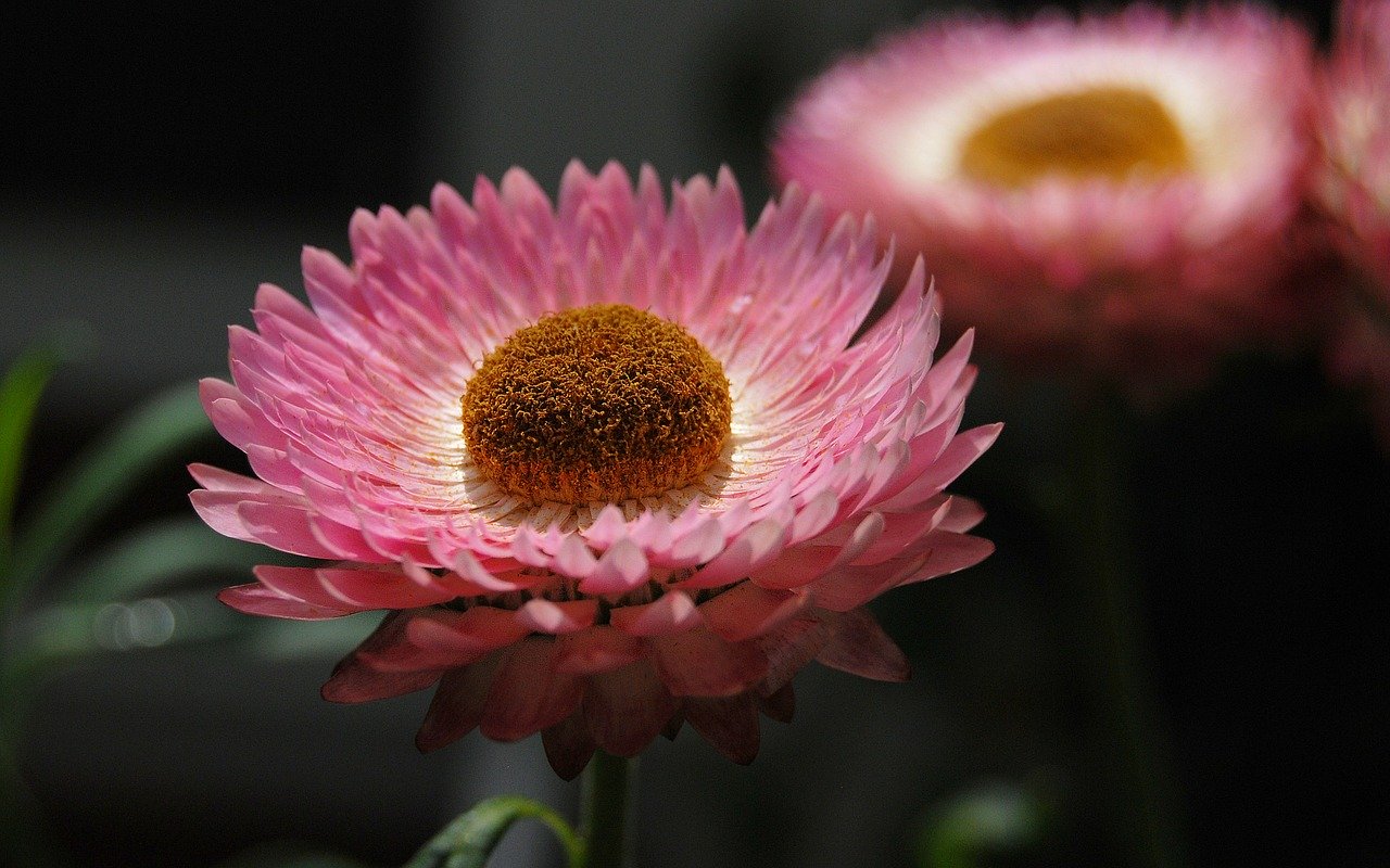 strawflower strawflower