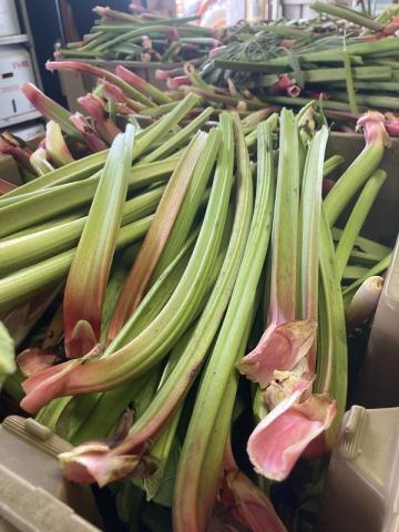 Rhubarb stalks
