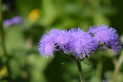 ageratum ageratum