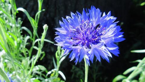 bachelor button bachelor button flower