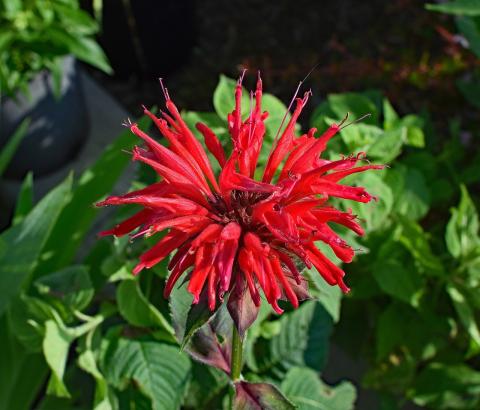bee balm flower bee balm flower