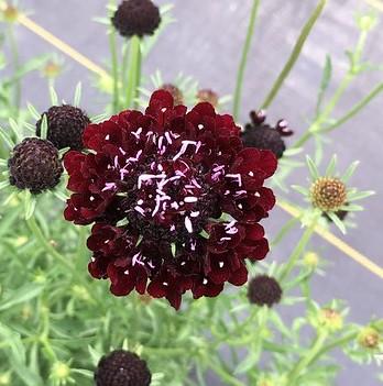scabiosa scabiosa