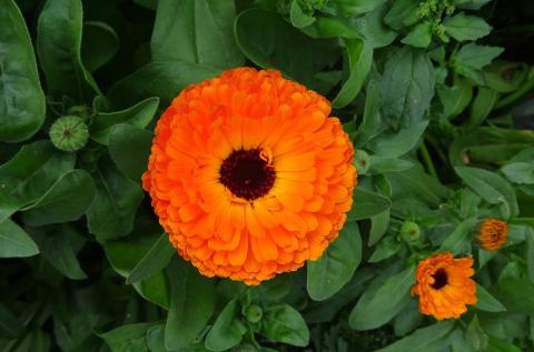 calendula calendula