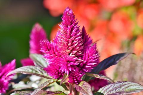 celosia celosia