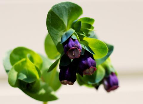 cerinthe cerinthe