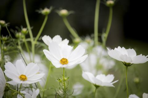 cosmos flower
