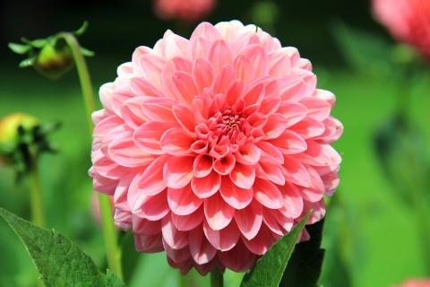 dahlia flower