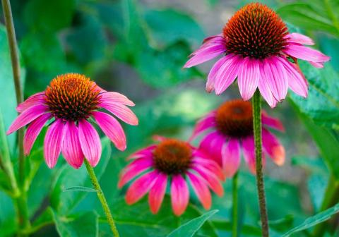 echinacea flower echinacea flower