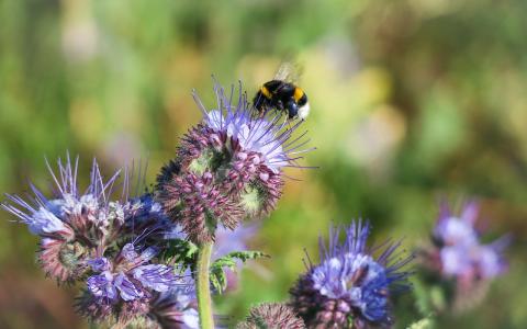 phacelia phacelia