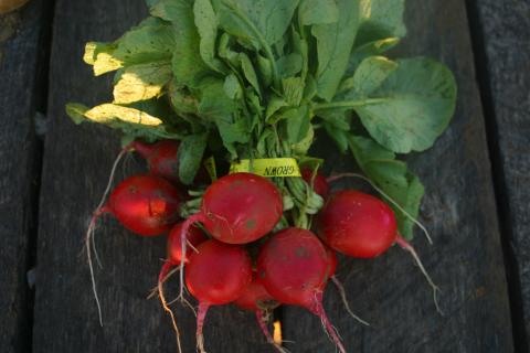 Cherriette Radishes