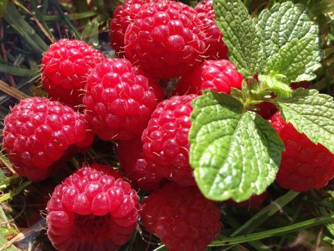 raspberry raspberry