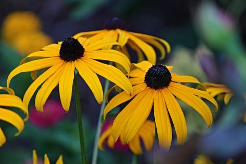 rudbeckia rudbeckia