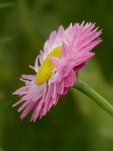 sun wing flower sun wing flower