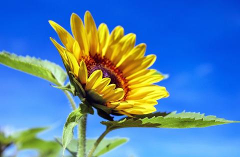 sunflower sunflower