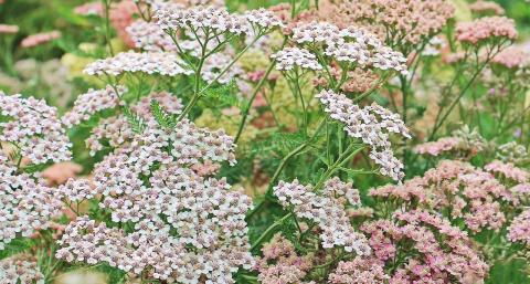 yarrow yarrow