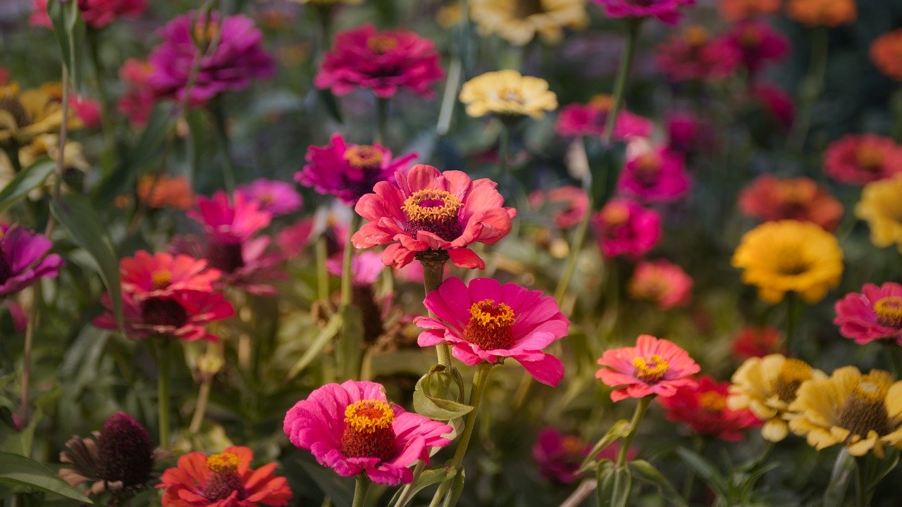 zinnias zinnias